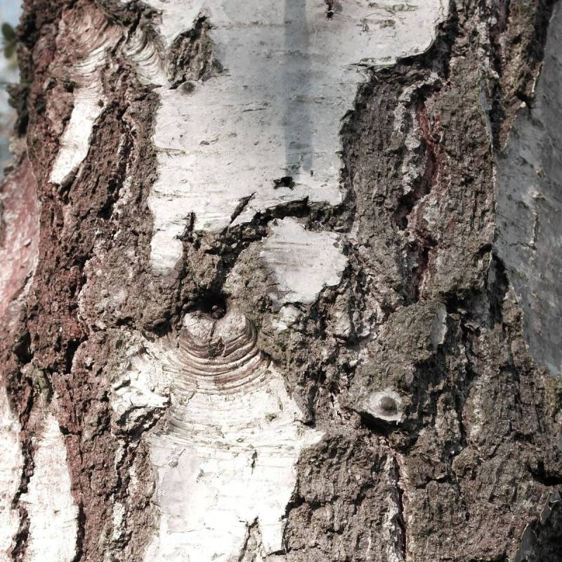 Bouleau de l'Himalaya, Betula - Pot de 25L - 250/300 cm - Imagen 5