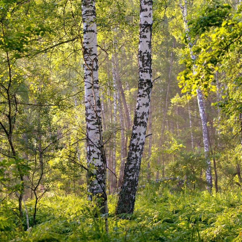 Bouleau de l'Himalaya, Betula - Pot de 25L - 250/300 cm - Imagen 8