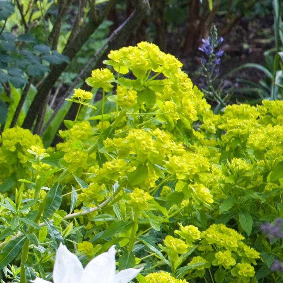Euphorbe palustris Walenburg's Glory - Euphorbe des marais Godet de 8/9 cm
