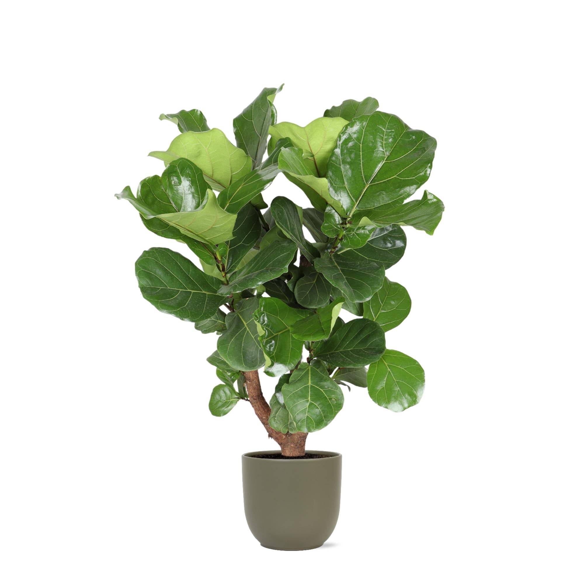 Ficus Lyrata et son pot- La Green Touch Olive - Hauteur 130cm