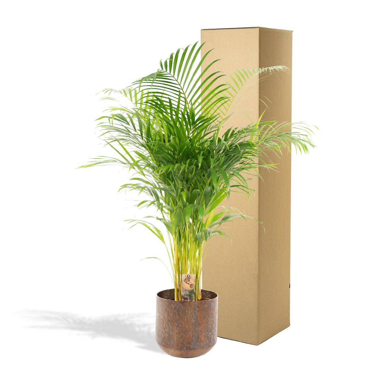 La Green Touch - Palmier Areca XL et son cache pot h130cm 130cm - Plante d'intérieur- La Green Touch - Imagen 3