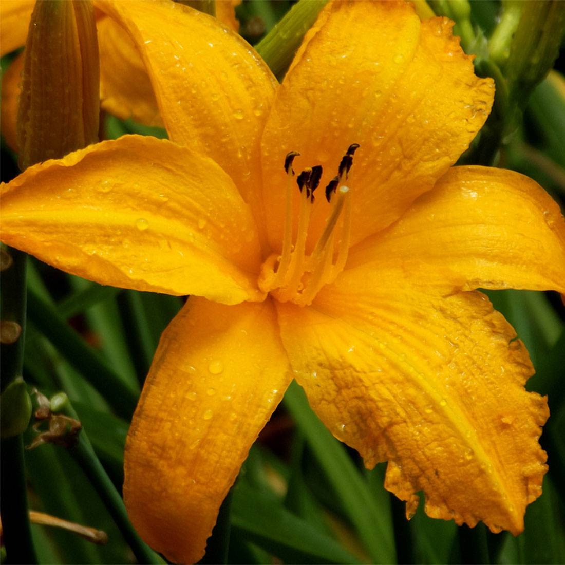Hémérocalle Orange Prelude - Lis d'un jour orange vif Godet de 8/9 cm