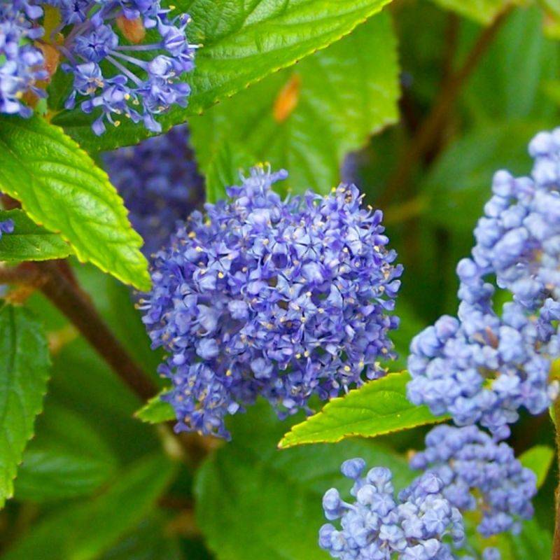Céanothe 'Gloire de Versailles' (Ceanothus x delilianus 'Gloire de Versailles') - Godet - Taille 13/25cm - Pépinières Naudet