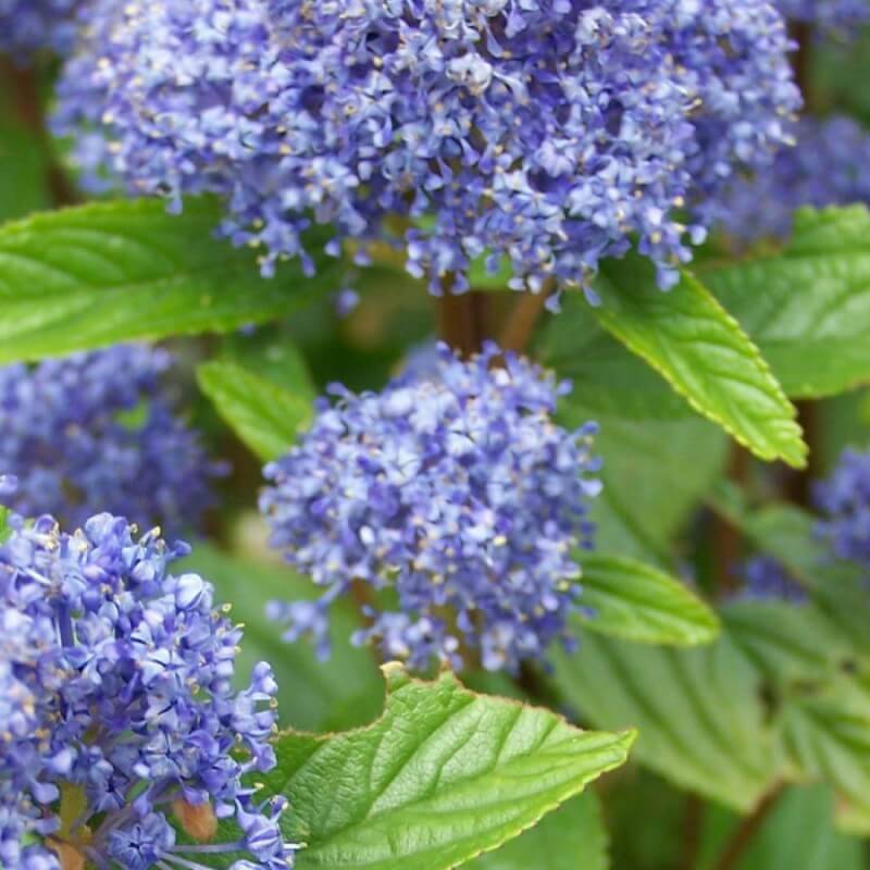 Céanothe 'Gloire de Versailles' (Ceanothus x delilianus 'Gloire de Versailles') - Godet - Taille 13/25cm - Pépinières Naudet - Image 2