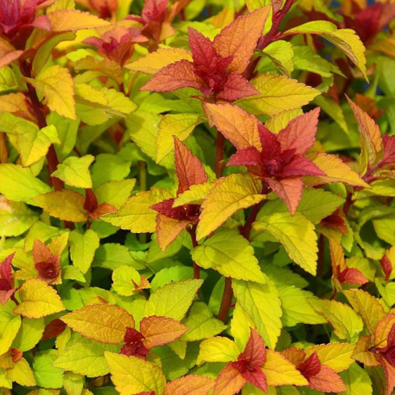 Spirée du Japon Merlo® Star 'Davcpo01', Spiraea à fleurs Rose - feuillage Caduc - Pot de 1,5L - 20/50 cm-  hauteur à maturité De 0,50 m à 1,00 m - Image 2