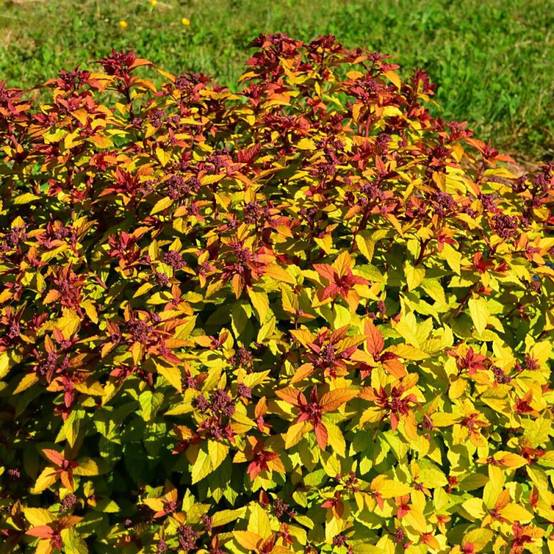 Spirée du Japon Merlo® Star 'Davcpo01', Spiraea à fleurs Rose - feuillage Caduc - Pot de 1,5L - 20/50 cm- hauteur à maturité De 0,50 m à 1,00 m - Image 4