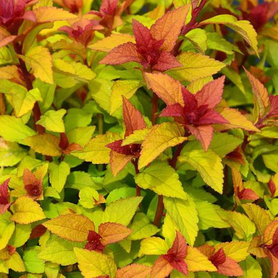 Spirée du Japon Merlo® Star 'Davcpo01', Spiraea à fleurs Rose - feuillage Caduc - Pot de 1,5L - 20/50 cm- hauteur à maturité De 0,50 m à 1,00 m - Image 1