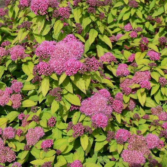 Spirée du Japon Merlo® Star 'Davcpo01', Spiraea à fleurs Rose - feuillage Caduc - Pot de 1,5L - 20/50 cm- hauteur à maturité De 0,50 m à 1,00 m - Image 5