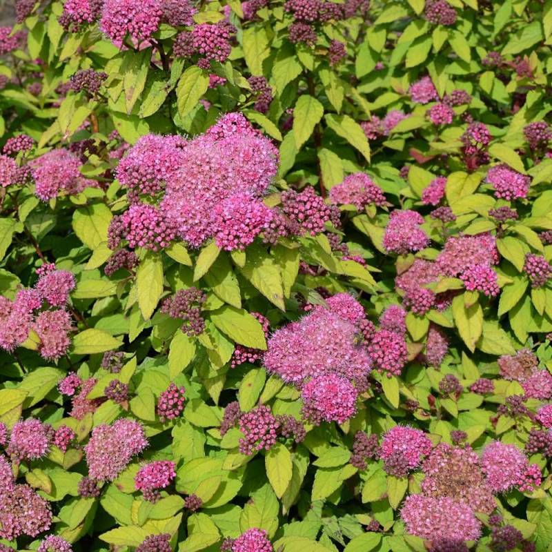 Spirée du Japon Merlo® Star 'Davcpo01', Spiraea à fleurs Rose - feuillage Caduc - Pot de 1,5L - 20/50 cm-  hauteur à maturité De 0,50 m à 1,00 m - Image 5
