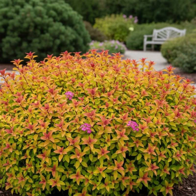 Spirée du Japon Merlo® Star 'Davcpo01', Spiraea à fleurs Rose - feuillage Caduc - Pot de 1,5L - 20/50 cm-  hauteur à maturité De 0,50 m à 1,00 m - Image 8