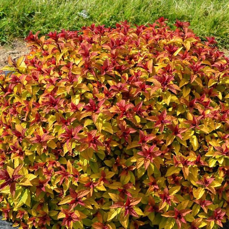 Spirée du Japon Merlo® Star 'Davcpo01', Spiraea à fleurs Rose - feuillage Caduc - Pot de 1,5L - 20/50 cm- hauteur à maturité De 0,50 m à 1,00 m - Image 3