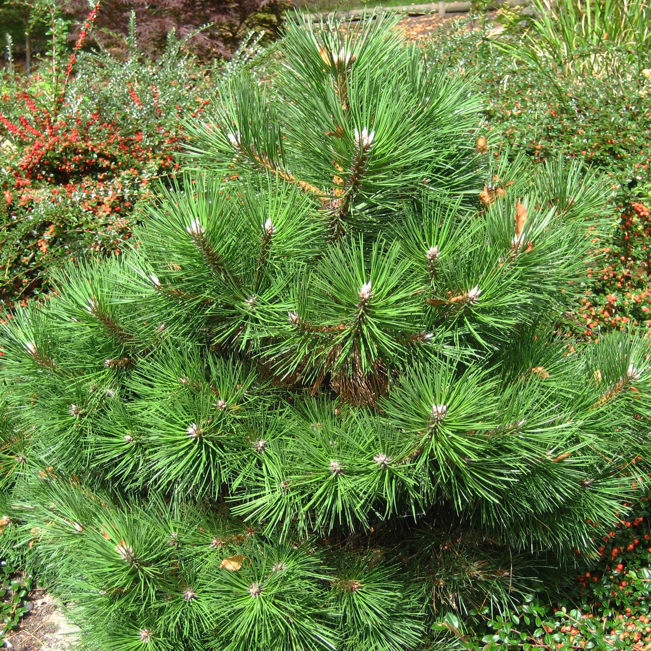 Promesse de Fleurs - Pin noir nain - Pinus nigra Nana Pot de 7,5L/10L