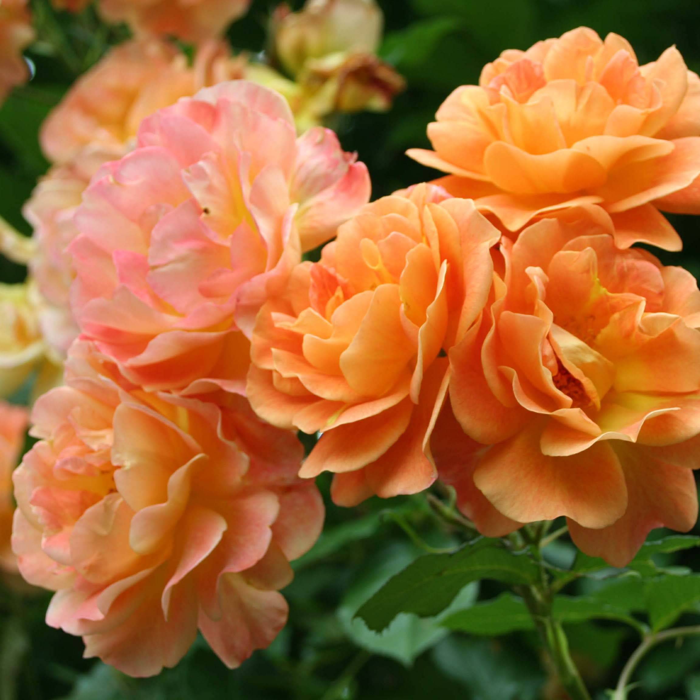 Rosier arbustif Westerland Pot de 4L/5L