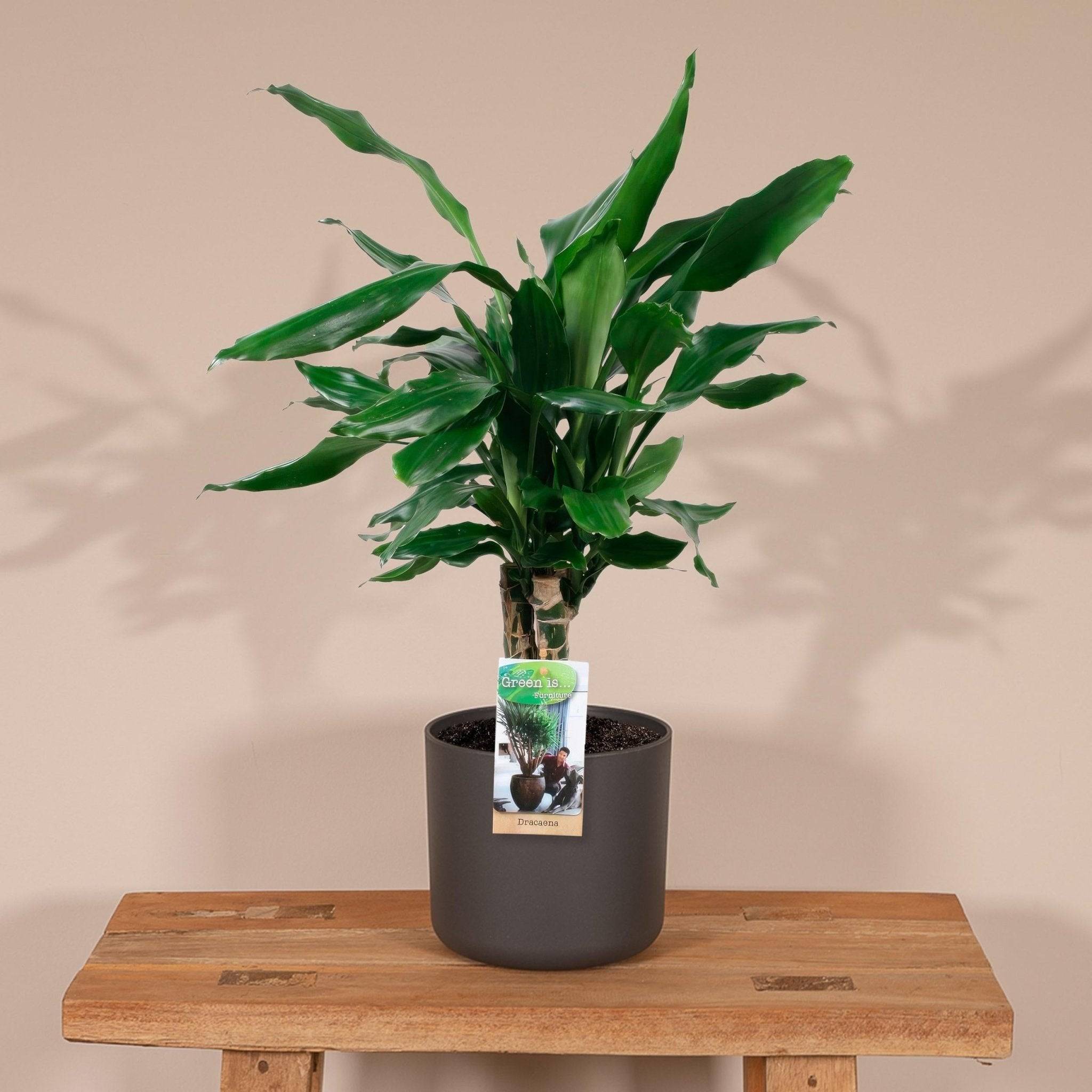 La Green Touch - Dracaena 'Fagrans Steudneri Green' 55cm - Plante d'intérieur- La Green Touch - Imagen 4