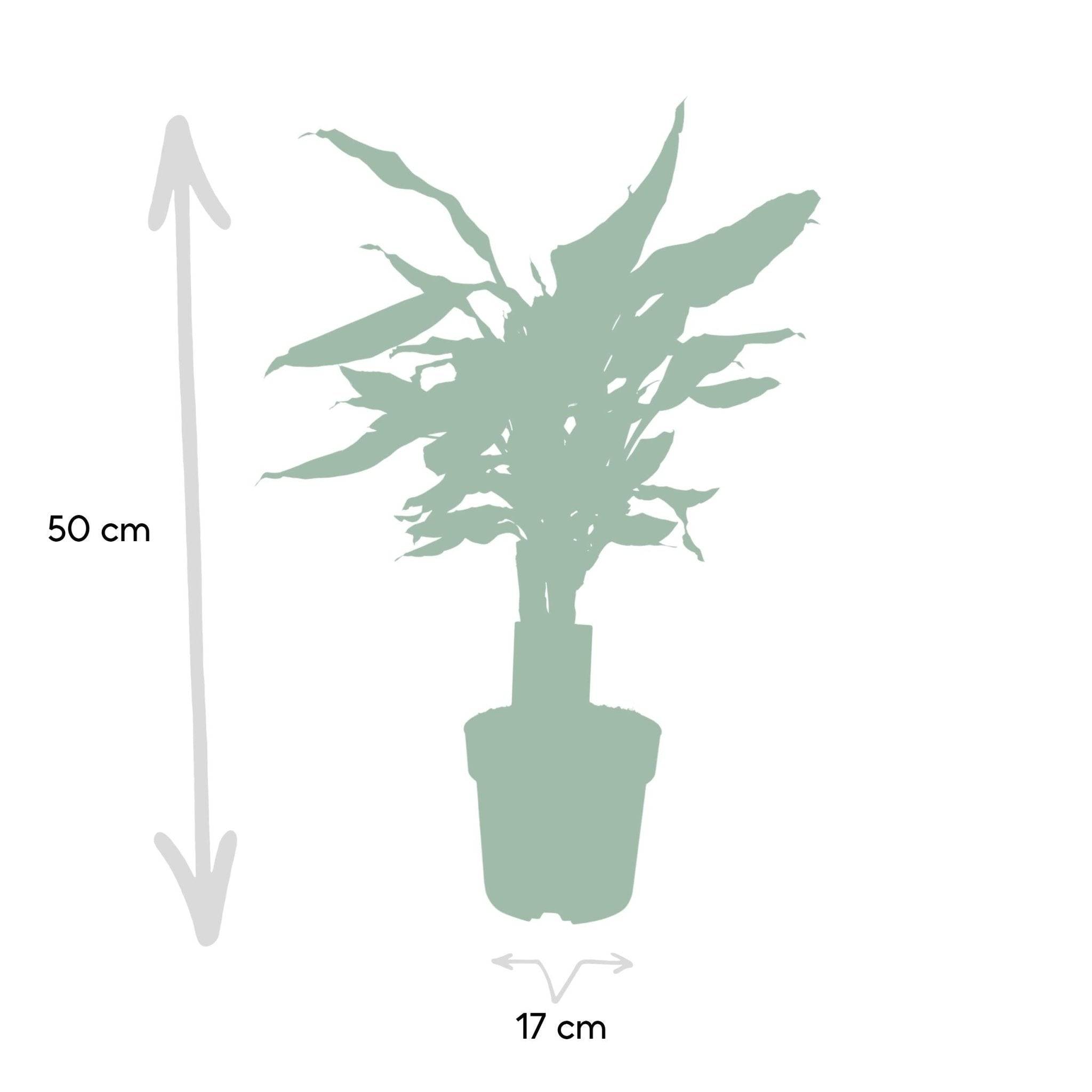 La Green Touch - Dracaena 'Fagrans Steudneri Green' 55cm - Plante d'intérieur- La Green Touch - Imagen 6