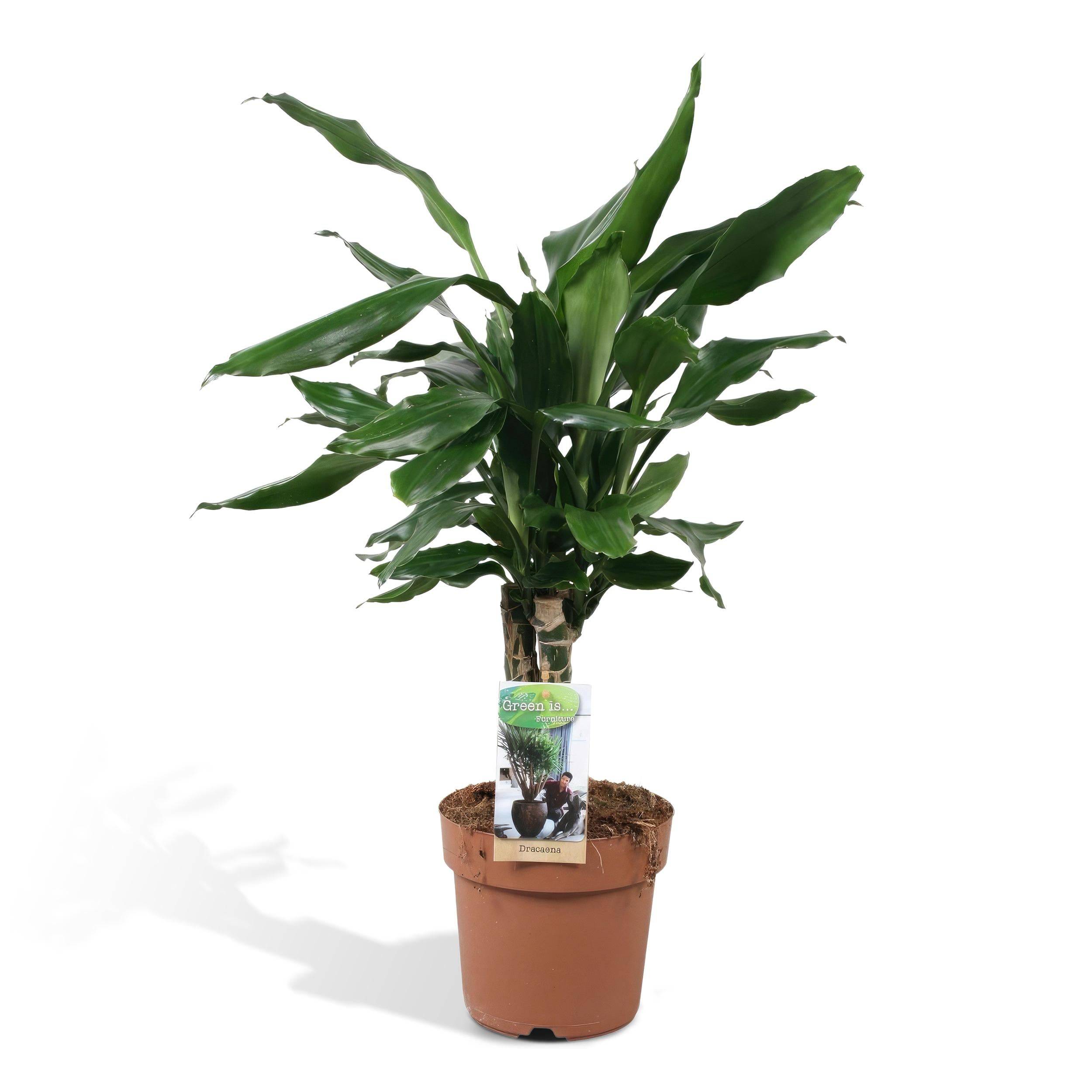 La Green Touch - Dracaena 'Fagrans Steudneri Green' 55cm - Plante d'intérieur- La Green Touch - Imagen 1