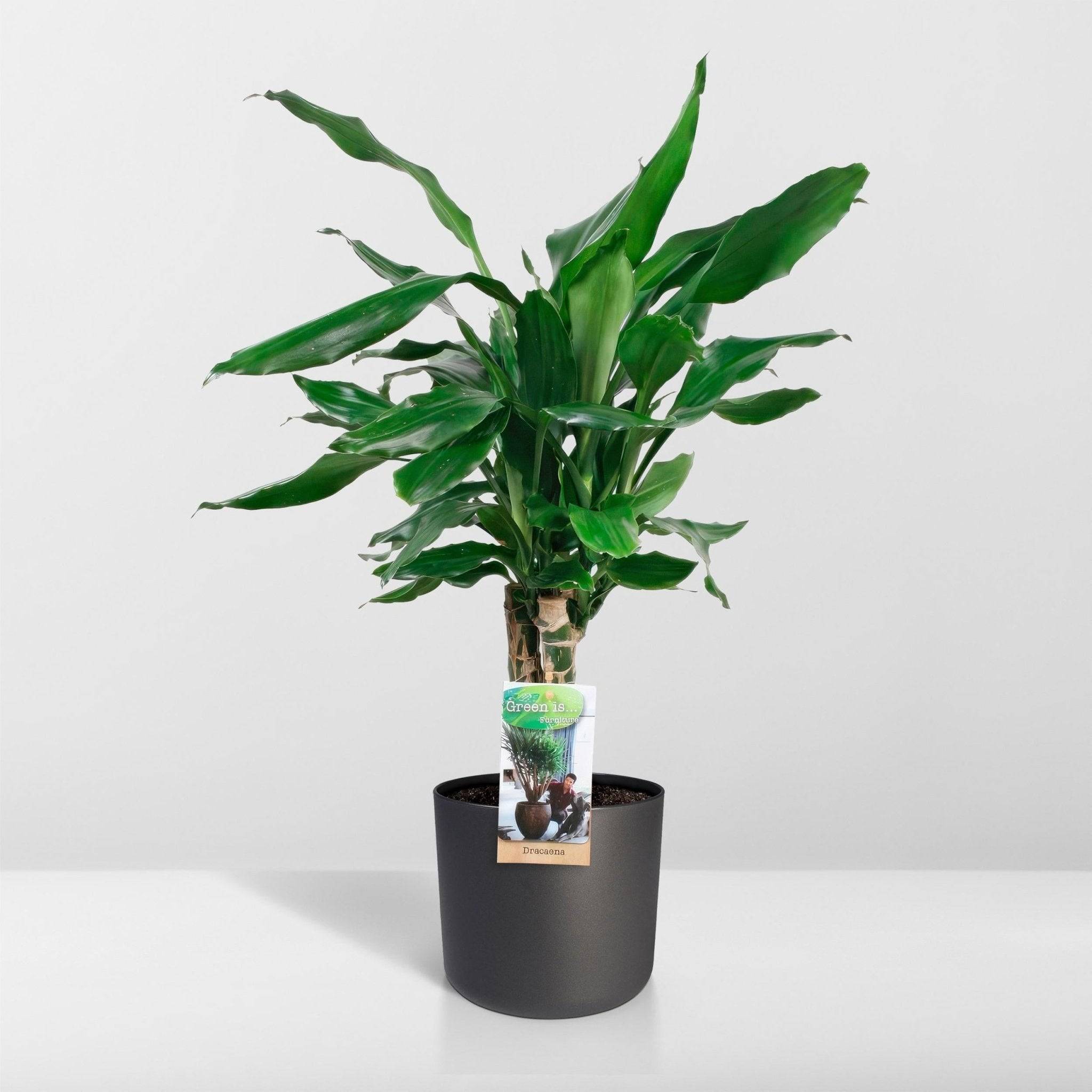 La Green Touch - Dracaena 'Fagrans Steudneri Green' 55cm - Plante d'intérieur- La Green Touch - Imagen 5