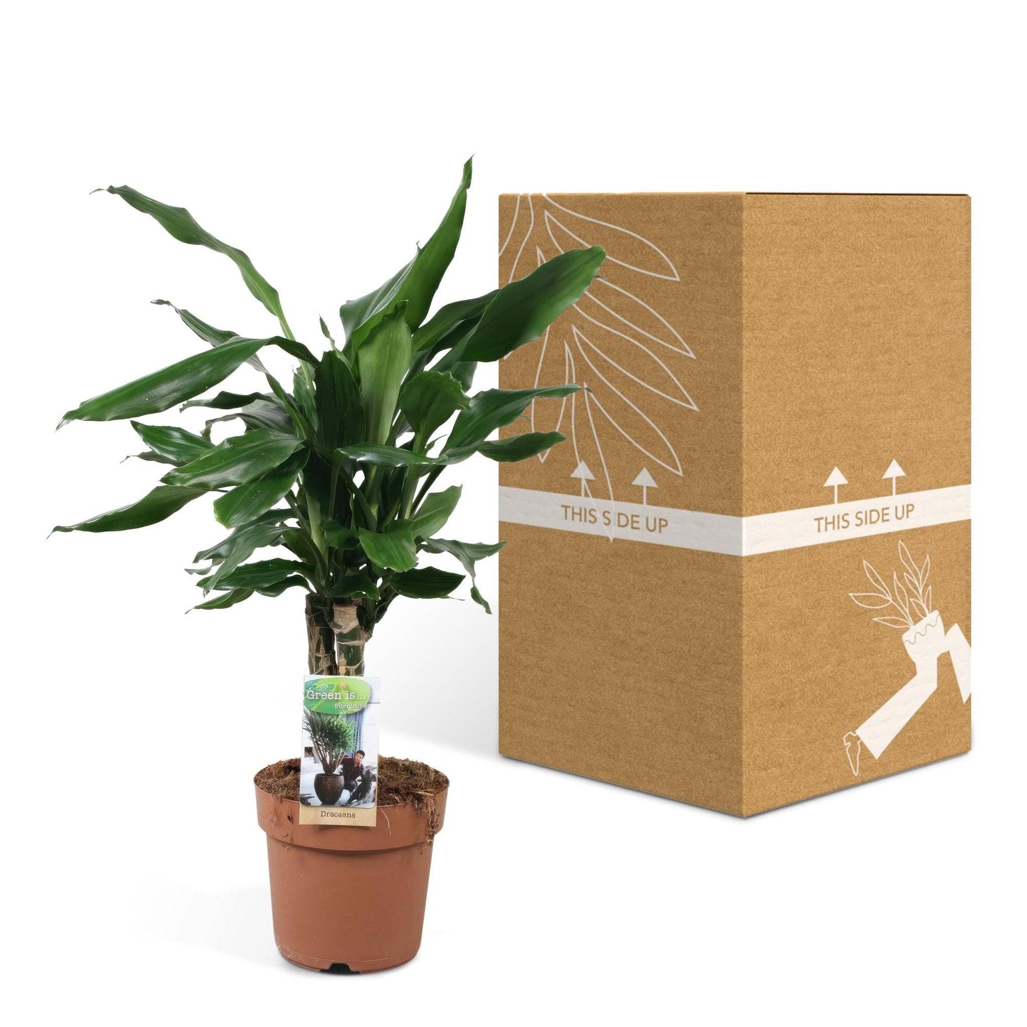 La Green Touch - Dracaena 'Fagrans Steudneri Green' 55cm - Plante d'intérieur- La Green Touch - Imagen 7
