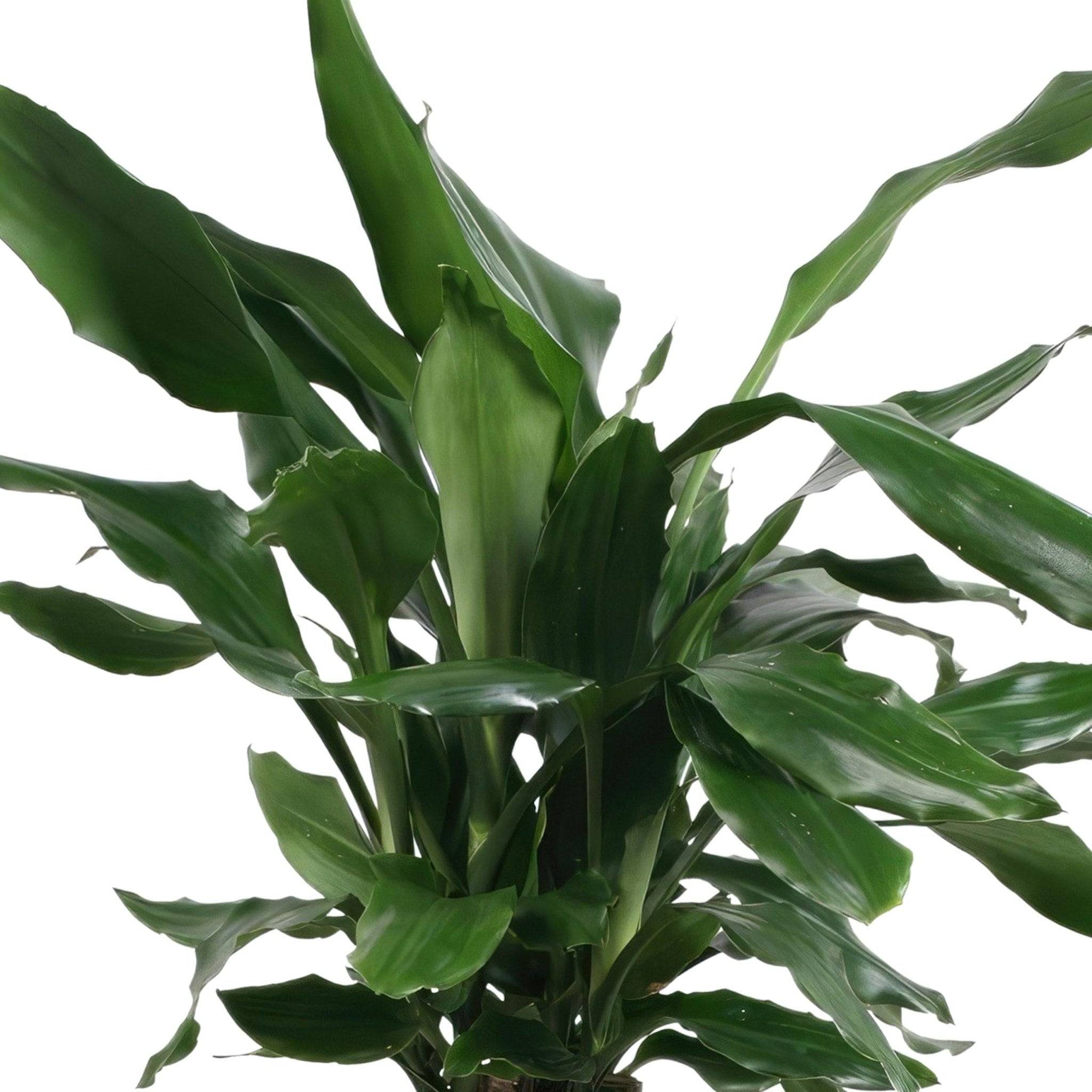 La Green Touch - Dracaena 'Fagrans Steudneri Green' 55cm - Plante d'intérieur- La Green Touch - Imagen 3