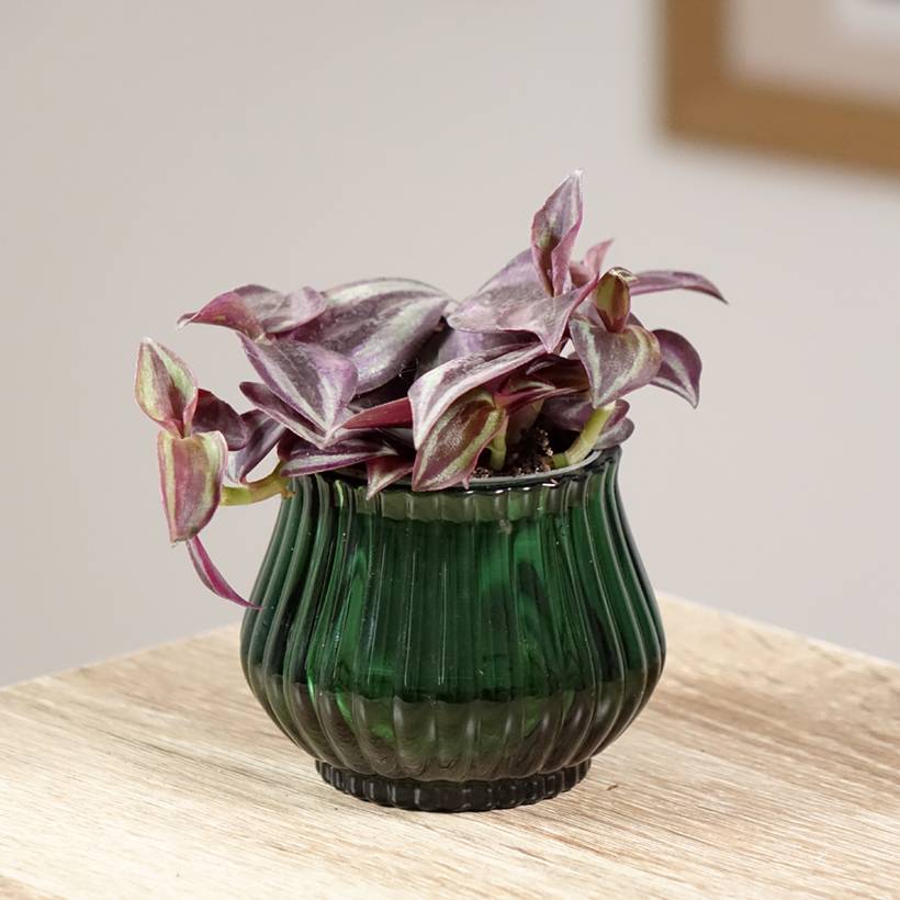 Tradescantia zebrina Purple Joy Mini-plante