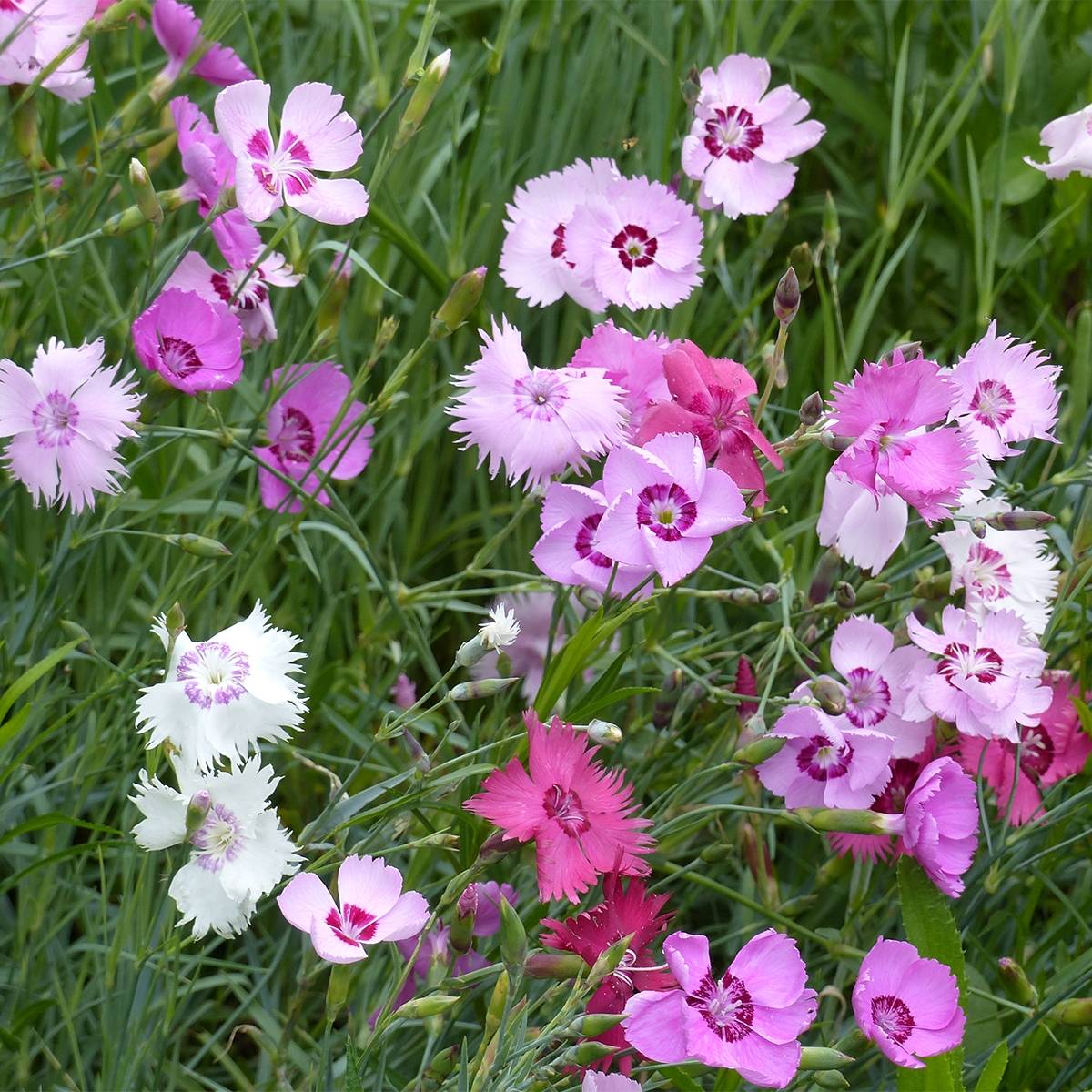 Graines d'Oeillet plumarius single - Dianthus plumarius Sachet de 2g