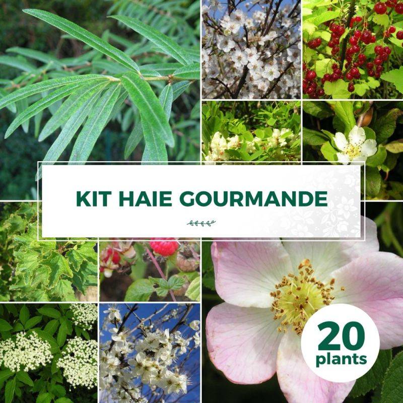 Haie Gourmande - 20 arbustes -  - Pépinières Naudet - Imagen 1