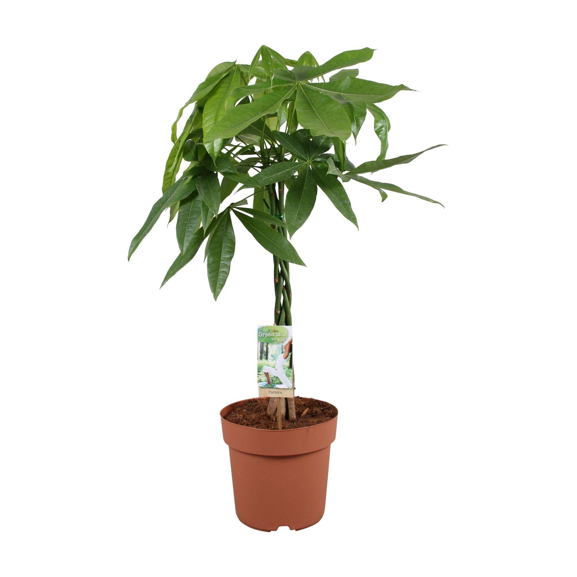 La Green Touch - Pachira Aquatica - D17 H70cm