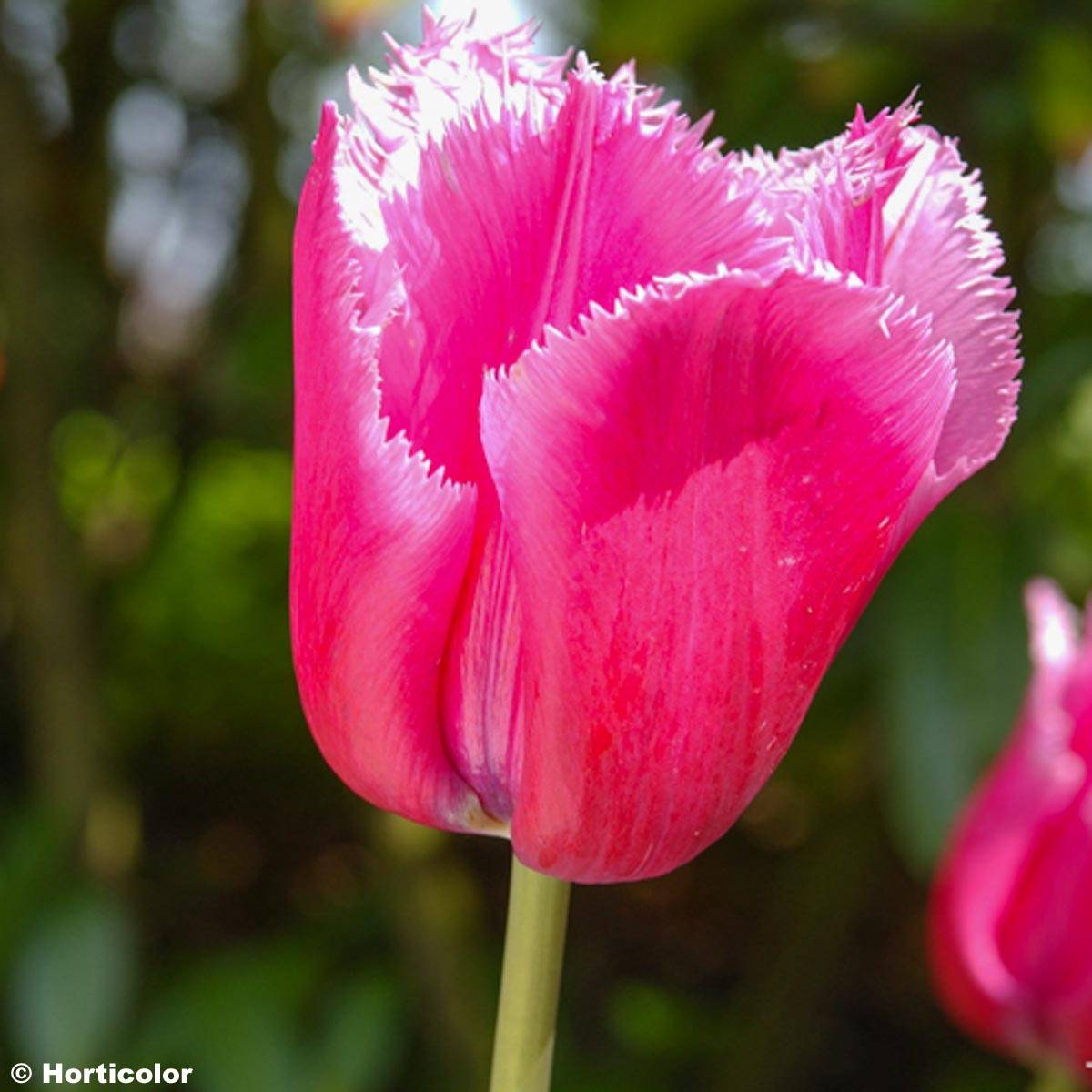 Promesse de Fleurs - Tulipe dentelée Louvre Bulbe calibre 11+ (par 10)
