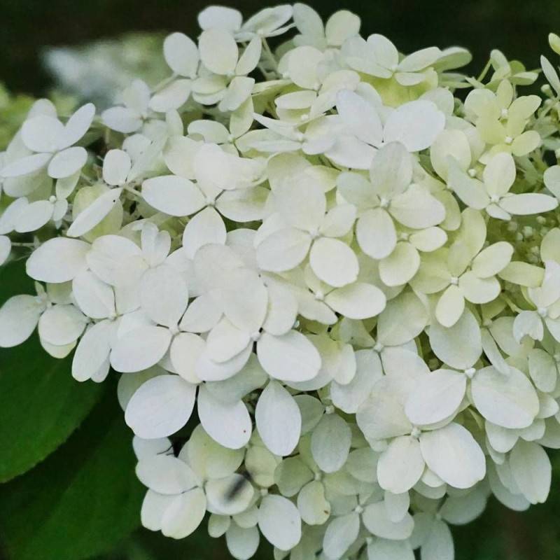 Hortensia paniculata Magical® Mont Blanc 'Kolmamon', Hydrangea paniculata à fleurs Rouge - feuillage Caduc - Pot de 4L - 40/60 cm-  hauteur à maturité - Imagen 1