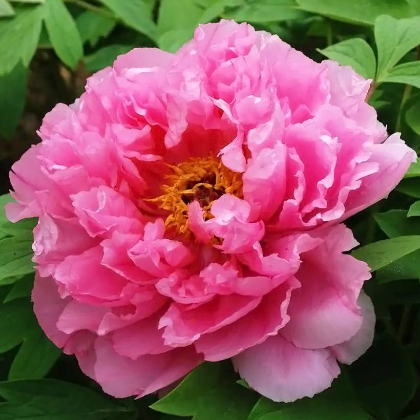 Pivoine arbustive Rou Fu Rong - Paeonia suffruticosa Pot de 2L/3L