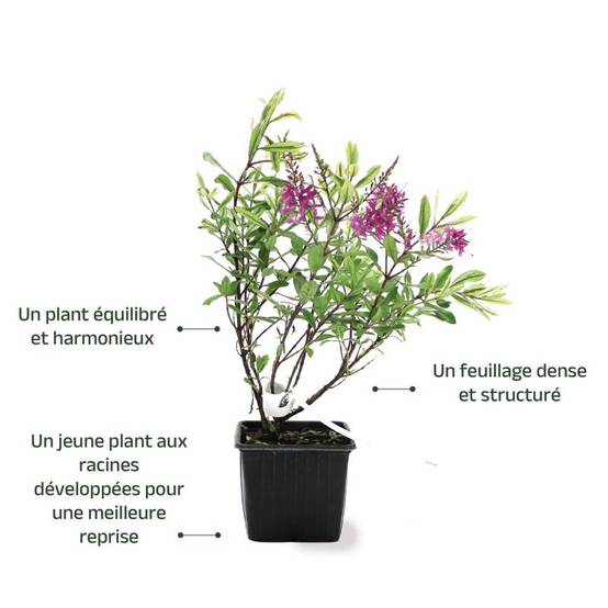 Véronique 'Wiri Célébration' (Hébé wiri 'Célébration') - Pot 9cm - Pépinières Naudet - Image 4