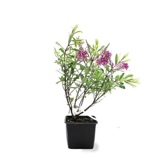 Véronique 'Wiri Célébration' (Hébé wiri 'Célébration') - Pot 9cm - Pépinières Naudet - Image 3