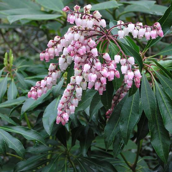 Promesse de Fleurs - Andromède du Japon - Pieris Pink Passion Pot de 2L/3L