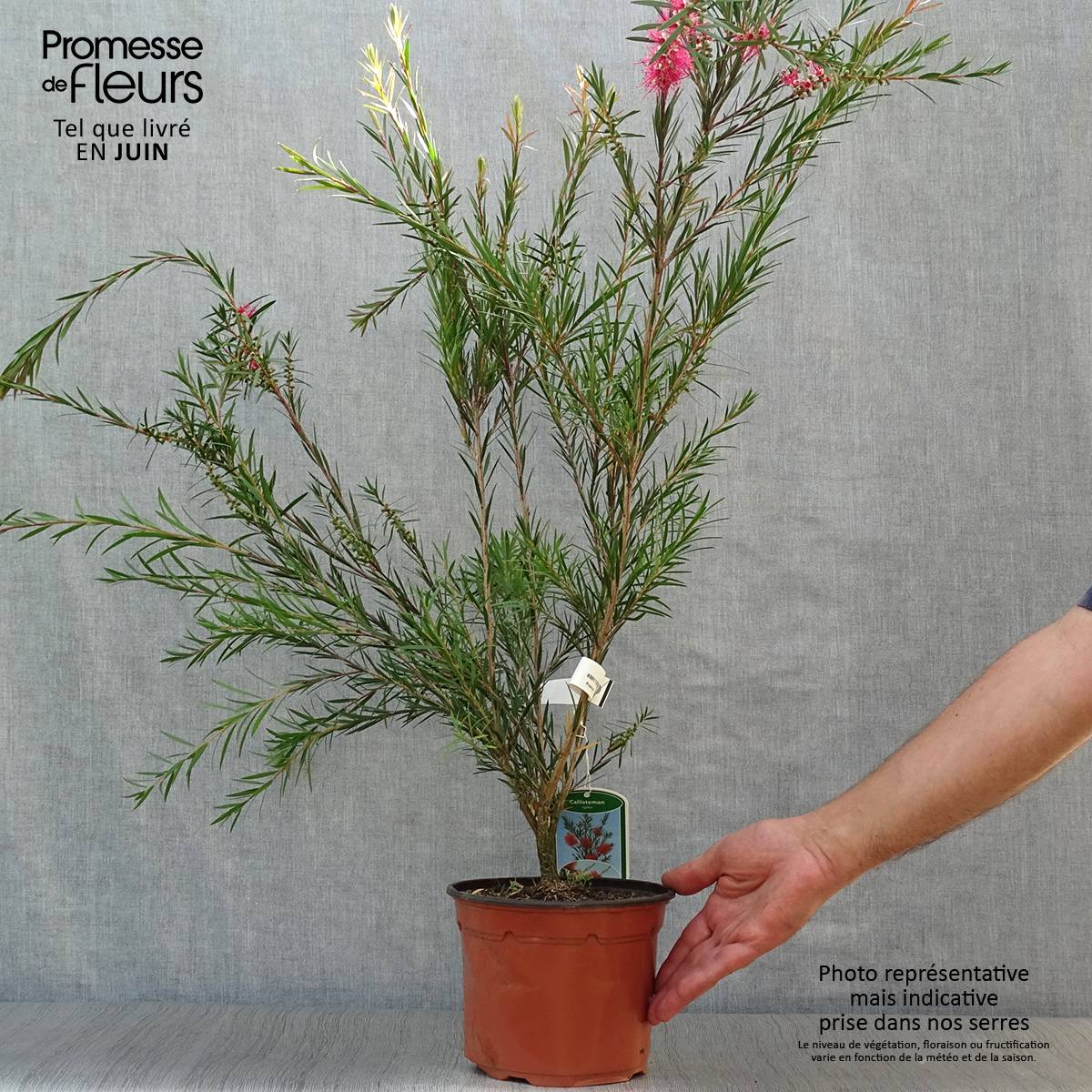 Promesse de Fleurs - Callistemon rigidus - Rince-bouteille Pot de 2L/3L - Image 2