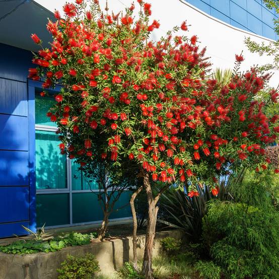 Promesse de Fleurs - Callistemon rigidus - Rince-bouteille Pot de 2L/3L - Image 1