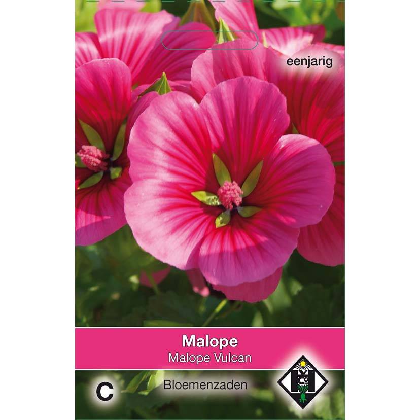Graines de Malope trifida Vulcan le sachet de 100 graines environ (1g ...