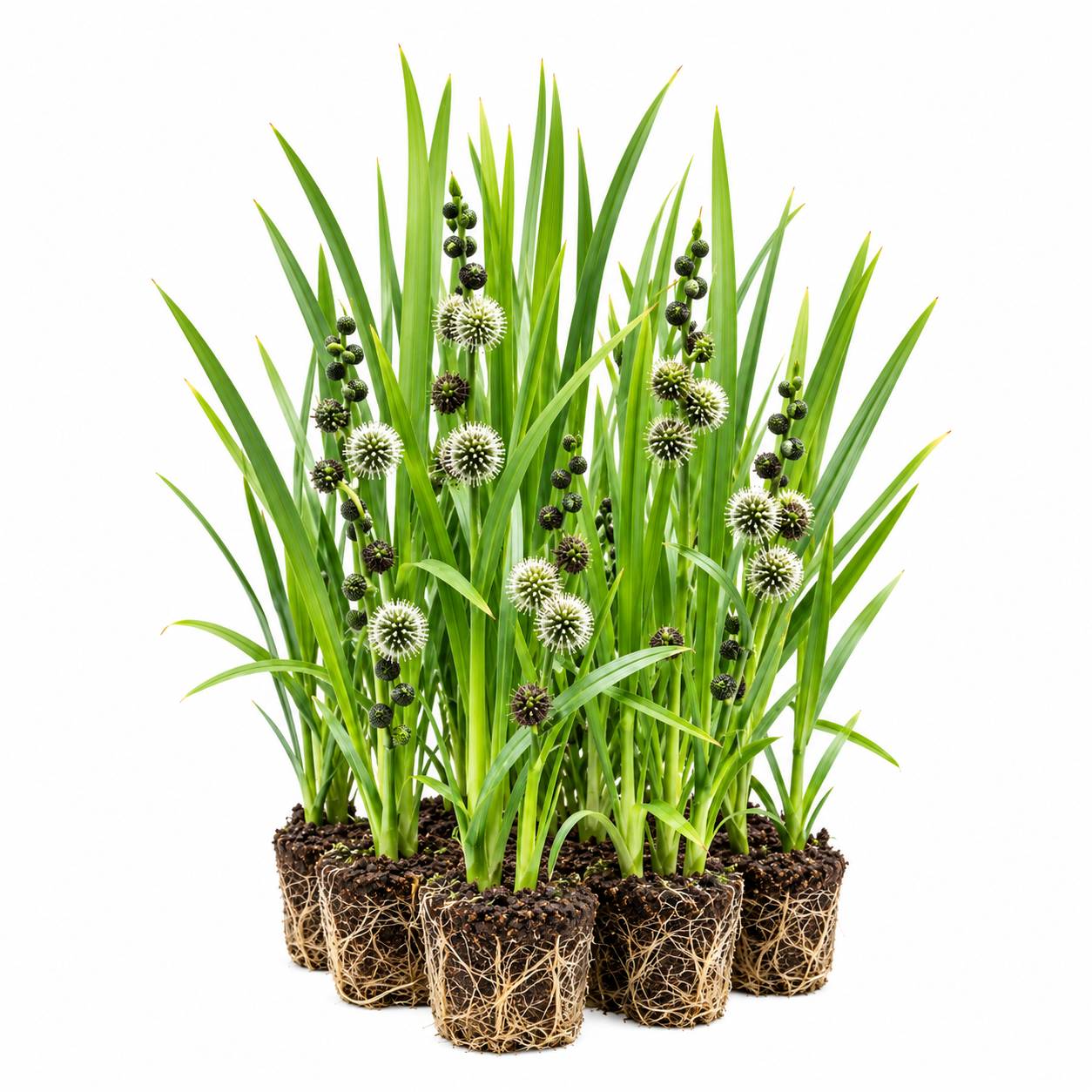 Rubanier dressé - Sparganium erectum - 12 plantes - Image 1