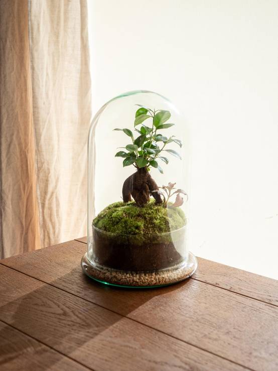 Terrarium - Alma- La Green Touch - Image 1
