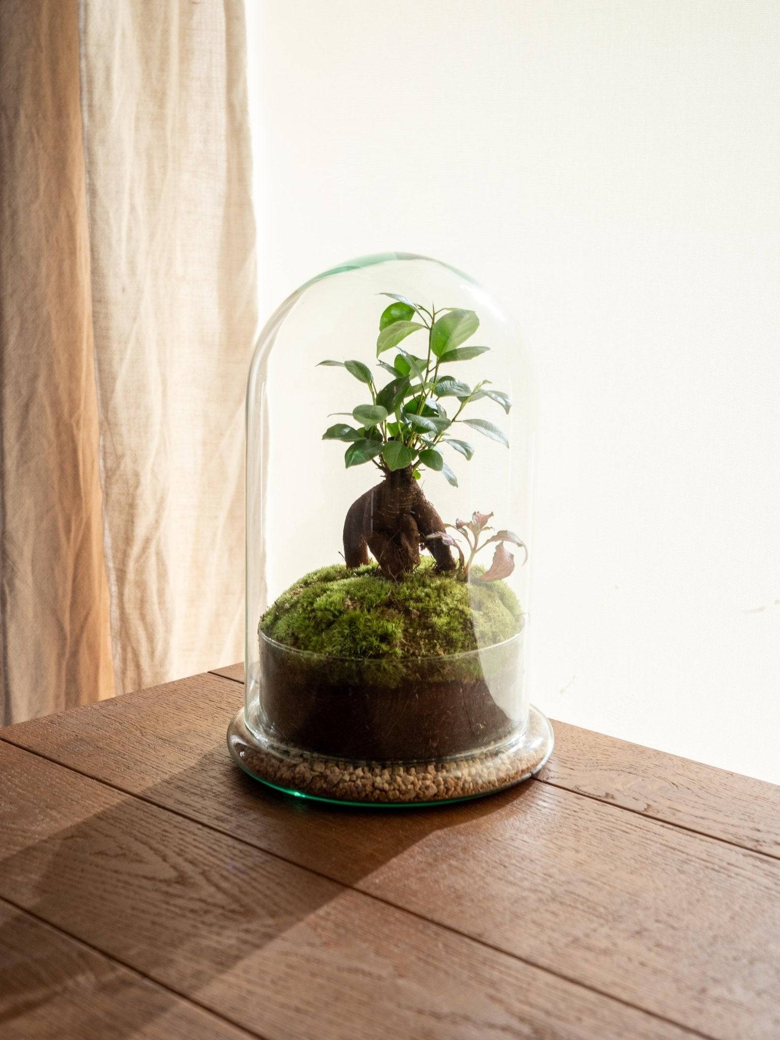 Terrarium - Alma- La Green Touch - Image 1
