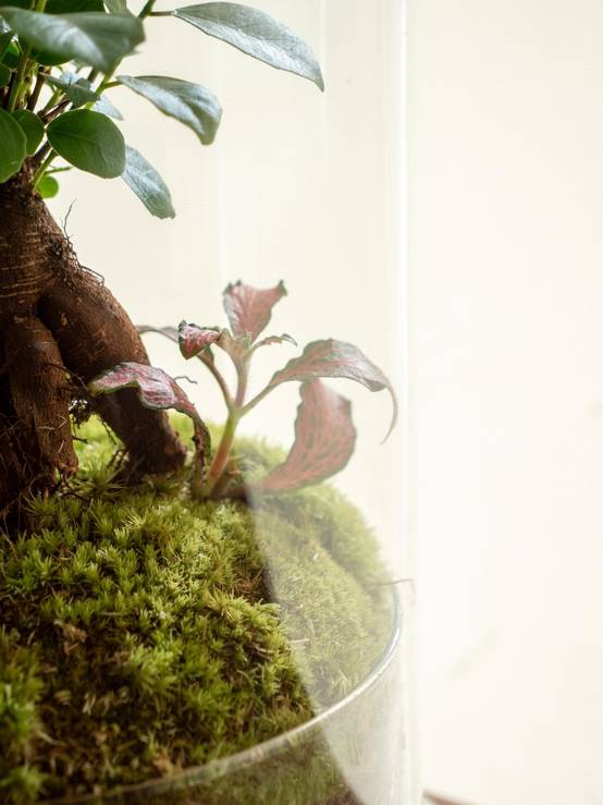 Terrarium - Alma- La Green Touch - Image 3