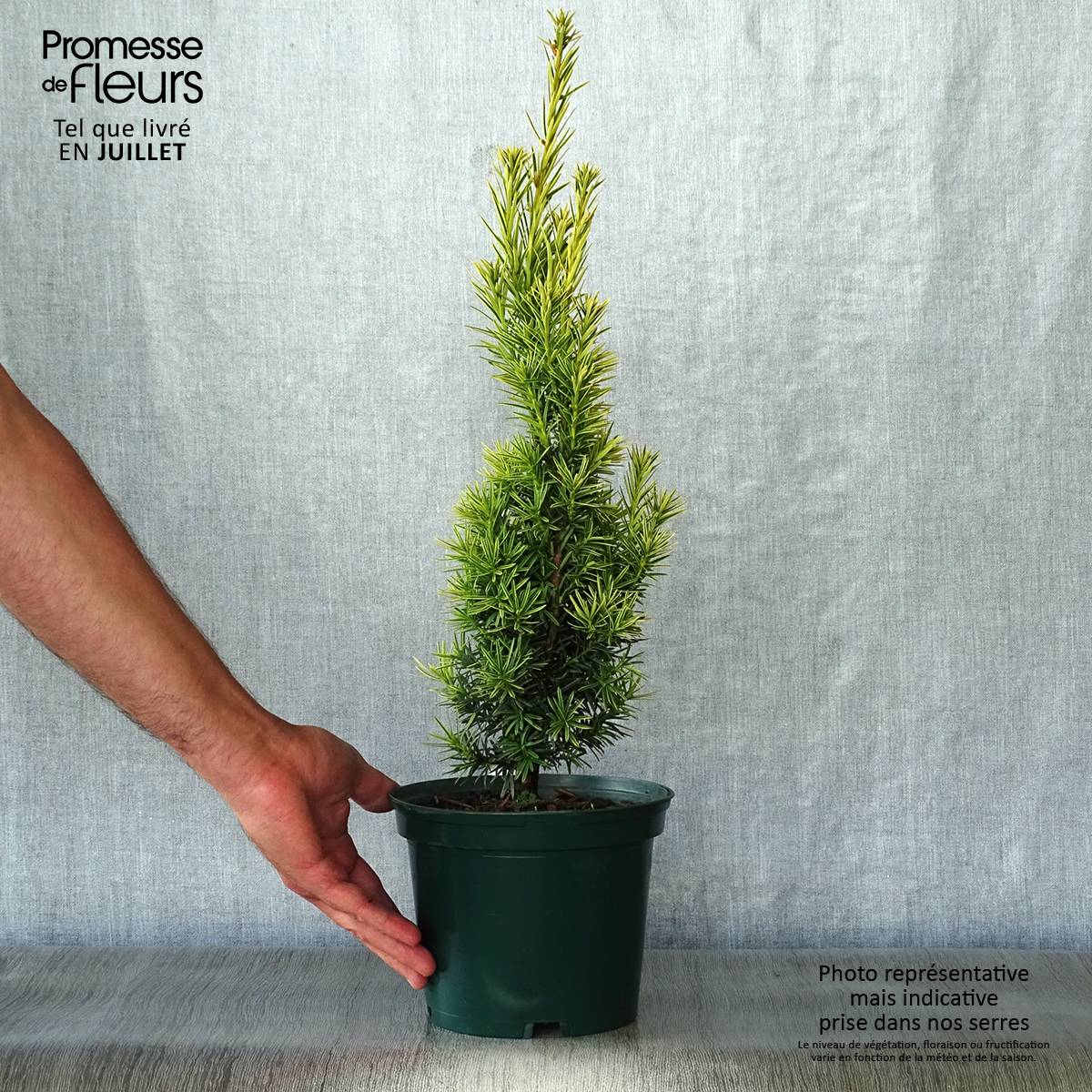 Promesse de Fleurs - Taxus baccata Fastigiata Aurea - If commun doré Pot de 2L/3L - Image 2