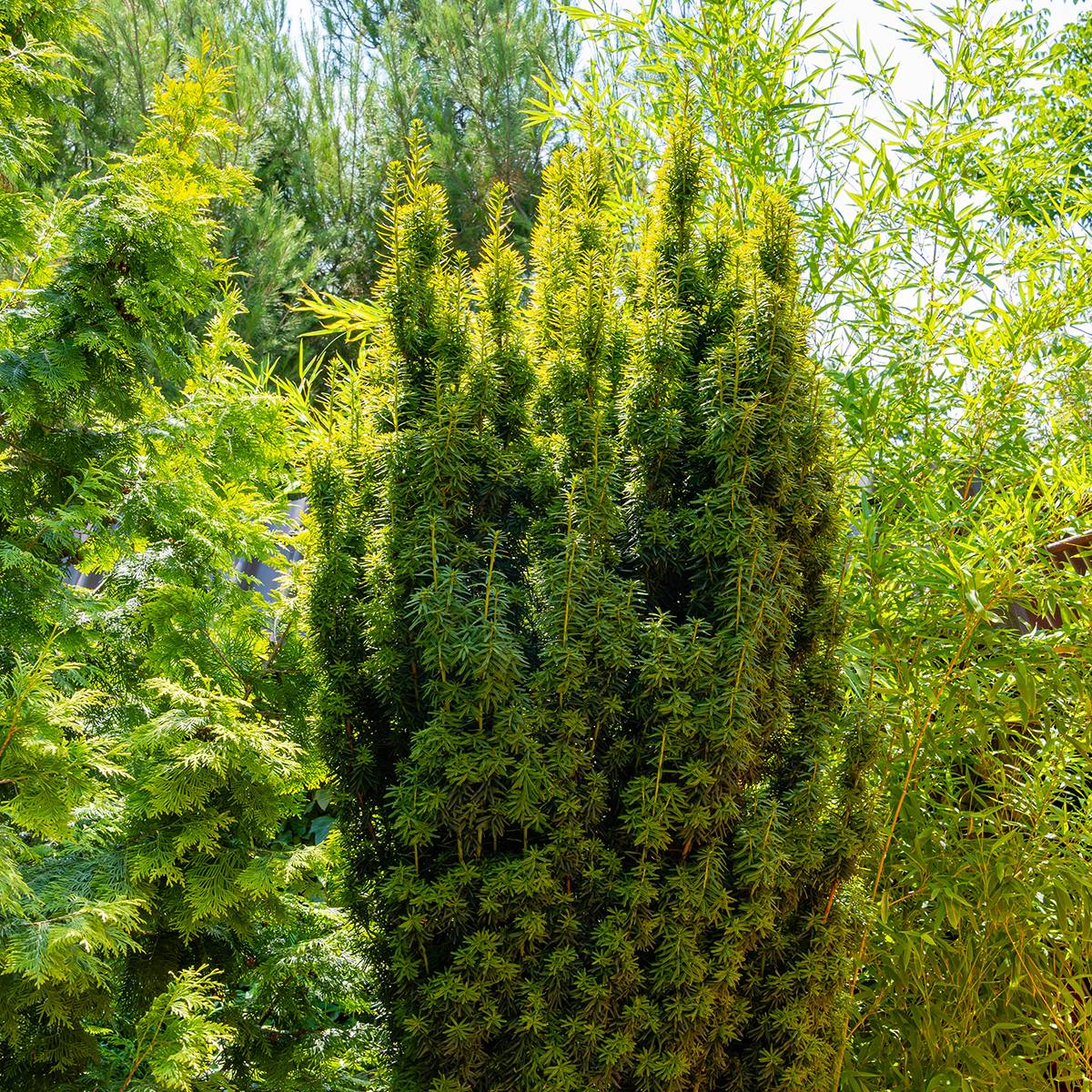 Promesse de Fleurs - Taxus baccata Fastigiata Aurea - If commun doré Pot de 2L/3L
