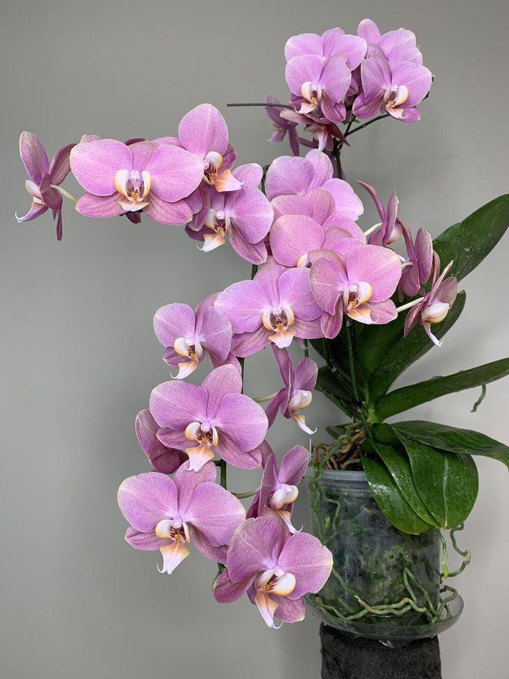 Terreau Orchidée Premium, Substrat Orchidée, Terreau pour toutes les Orchidées 4L - Image 2