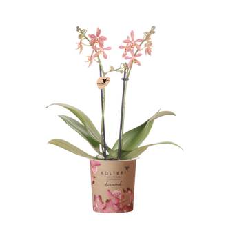 Orchidée Araignée Orange en Pot - Plante d'Intérieur Fleurie 35cm - Plante d'intérieur- La Green Touch
