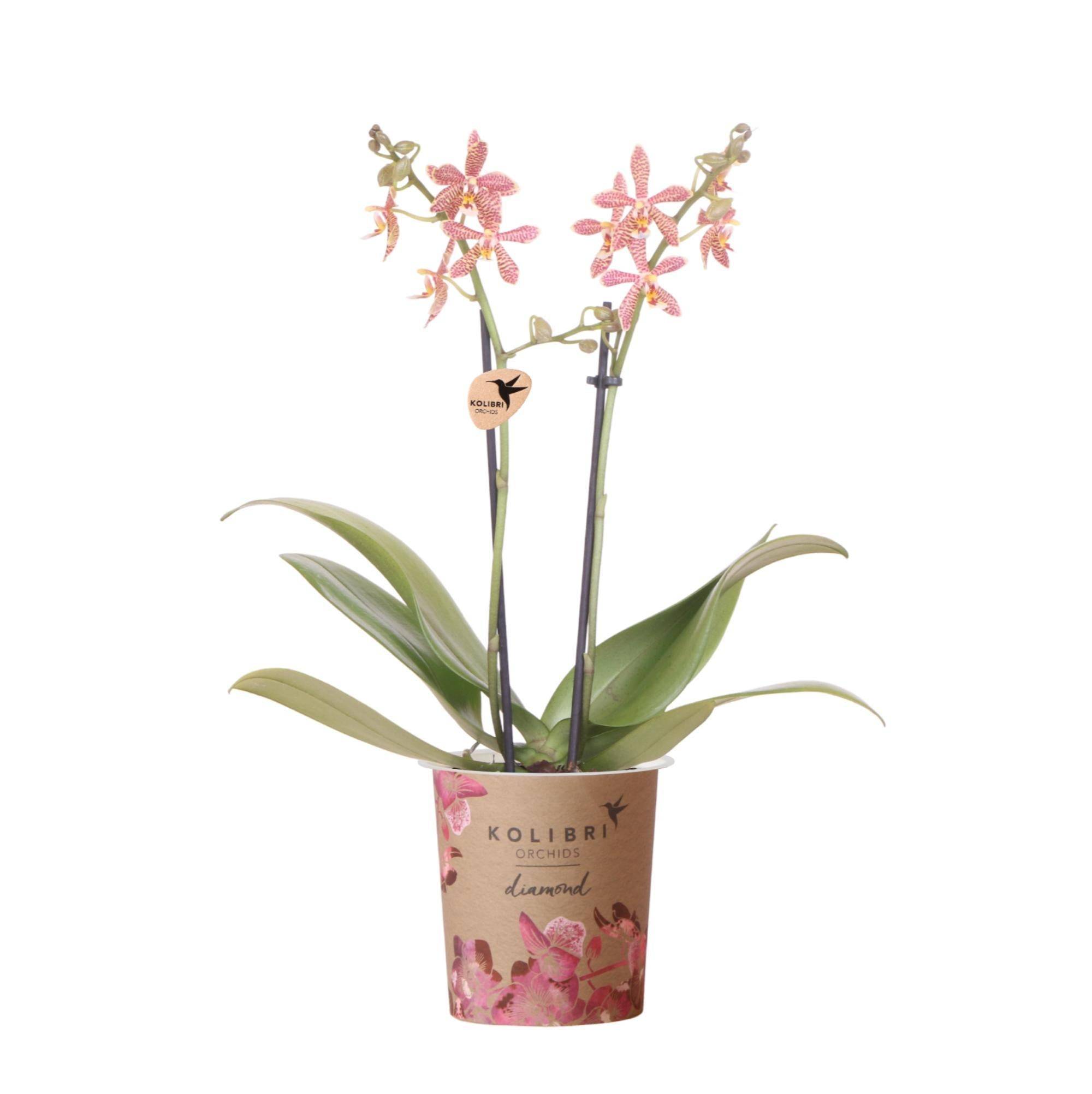 Orchidée Araignée Orange en Pot - Plante d'Intérieur Fleurie 35cm - Plante d'intérieur- La Green Touch