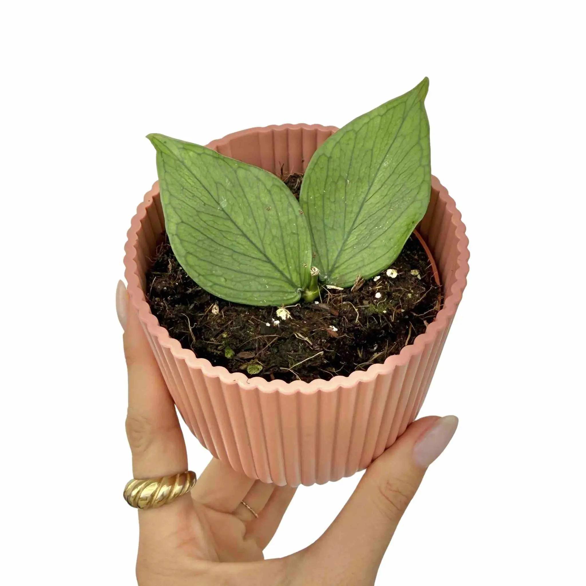 Hoya Polyneura - Pot de 7cm - Plantes d'intérieur