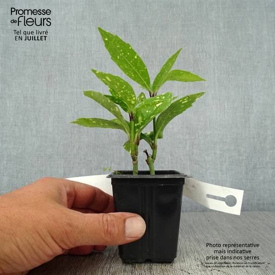 Promesse de Fleurs - Aucuba japonica Crotonifolia Godet de 8/9 cm - Image 2