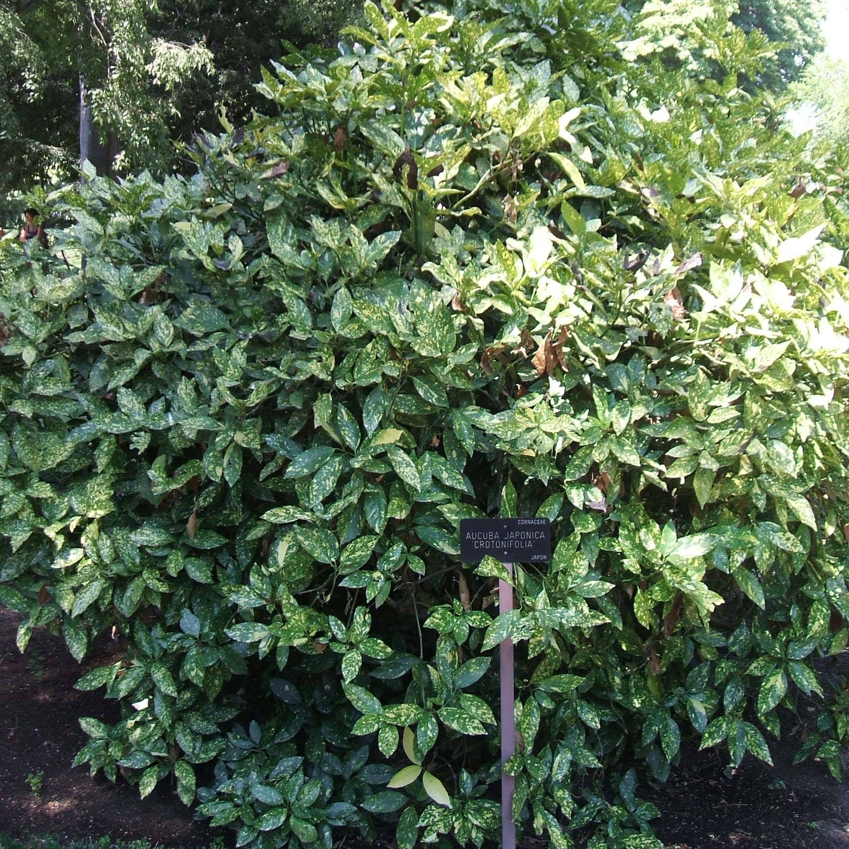 Promesse de Fleurs - Aucuba japonica Crotonifolia Godet de 8/9 cm