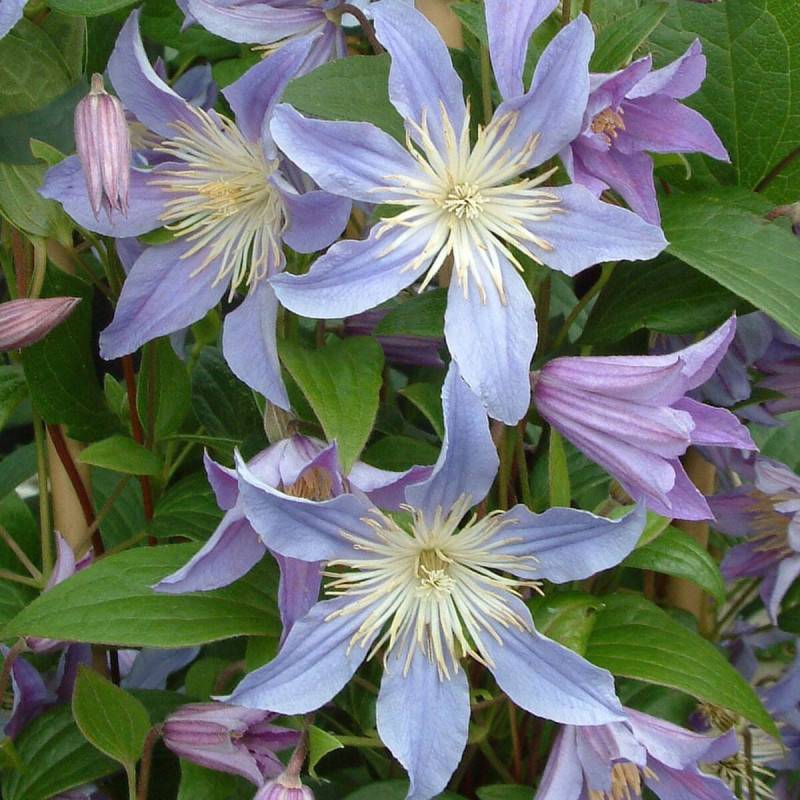 Clématite integrifolia Blue River® 'Zoblueriver' à fleurs Bleue - feuillage Caduc - Godet - 5/20 cm-  hauteur à maturité De 1,50 m à 2,00 m - Image 5