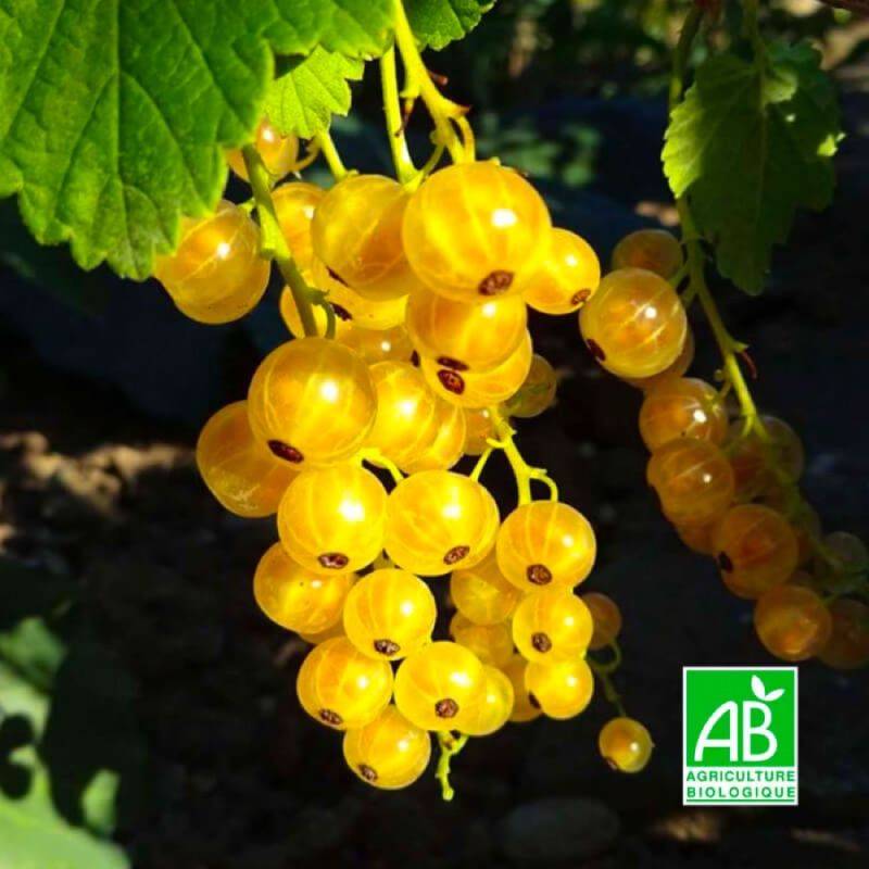 Groseillier à grappes 'Versaillaise blanche' BIO (Ribes rubrum 'Versaillaise blanche') - Godet 9cm - Pépinières Naudet - Imagen 1